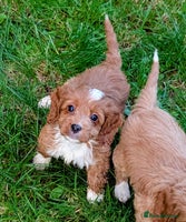 Cockapoo dogs - Advert 15