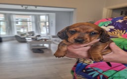 Miniature Dachshund dogs for sale: Minature dashshunds 2 boys 2 girls left - Image 6