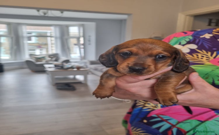 Miniature Dachshund dogs - Advert 16
