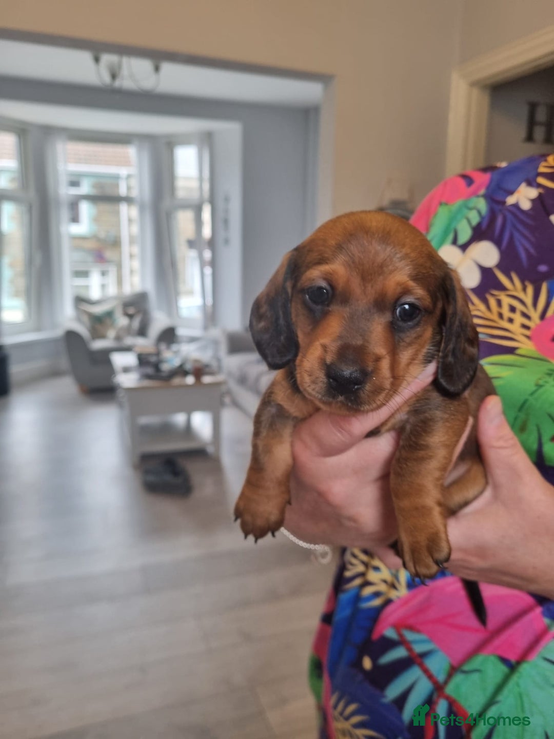 Miniature Dachshund dogs for sale: Minature dashshunds 2 boys 2 girls left - Image 6