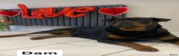 Rottweiler dogs for sale: Beautiful KC Rottweiler puppies ready 18.10.26 - Advert 10