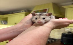Hamster rodents for sale: Syrian hamster - Image 3