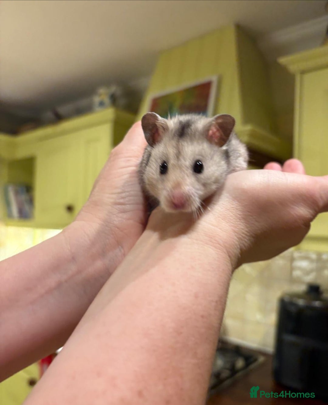 Hamster rodents for sale: Syrian hamster - Image 3