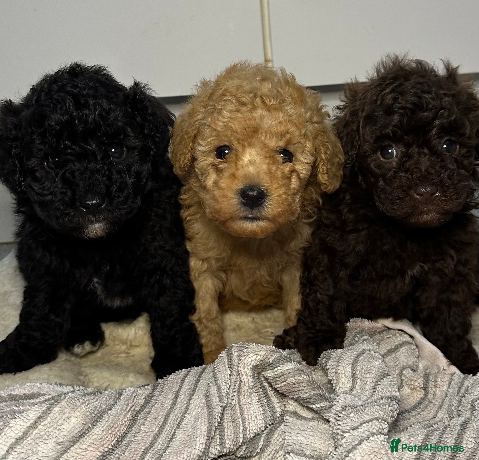 Toy Poodle dogs Tiny toy poodle puppies - Advert 6