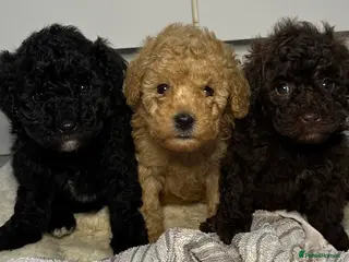 Toy Poodle dogs Tiny toy poodle puppies - Advert 6