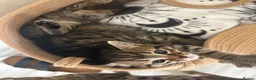 Mixed Breed cats for sale: Bengal cross kittens - Advert 10