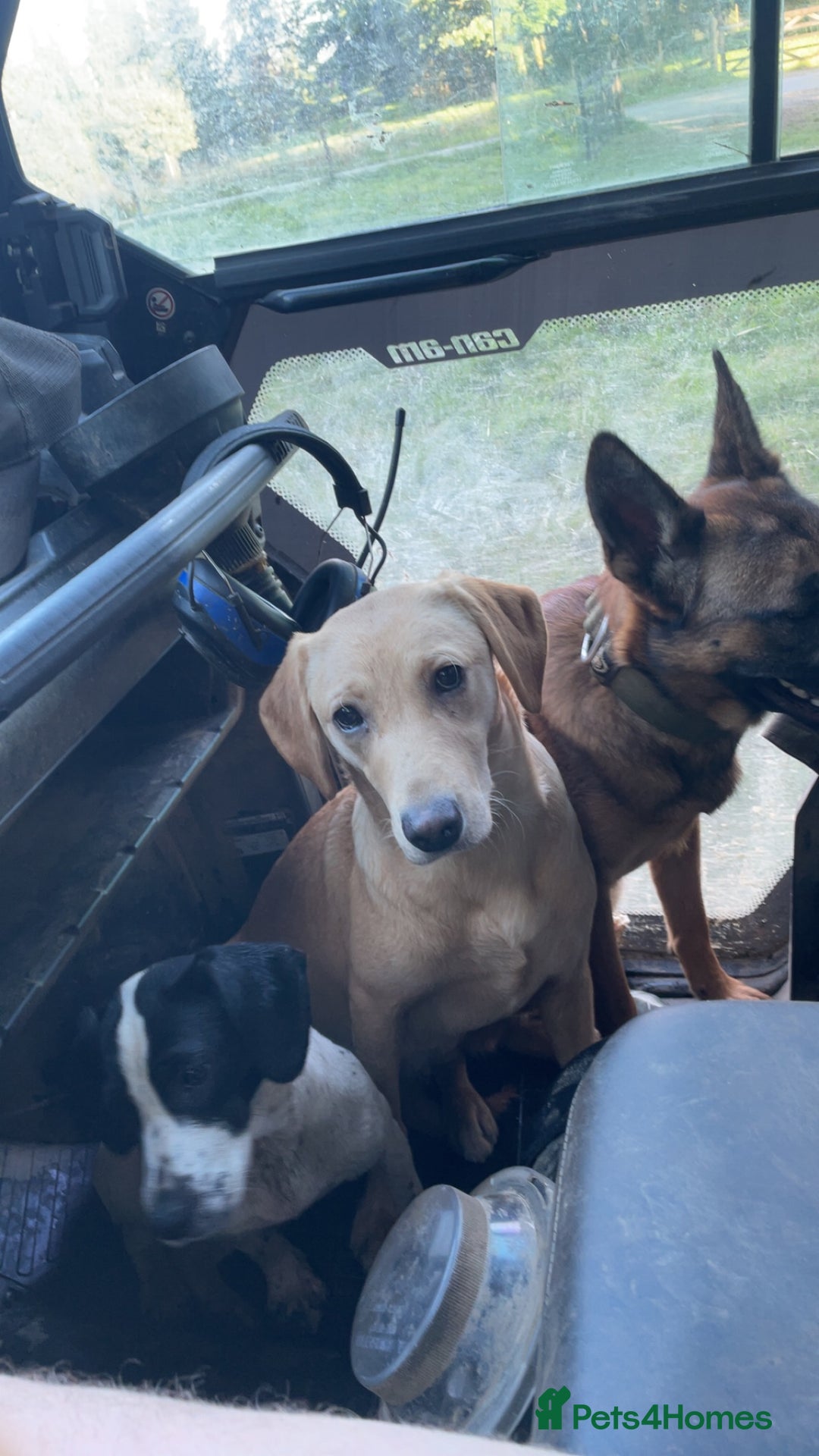 Labrador Retriever dogs for sale: Yellow Labrador  - Image 3