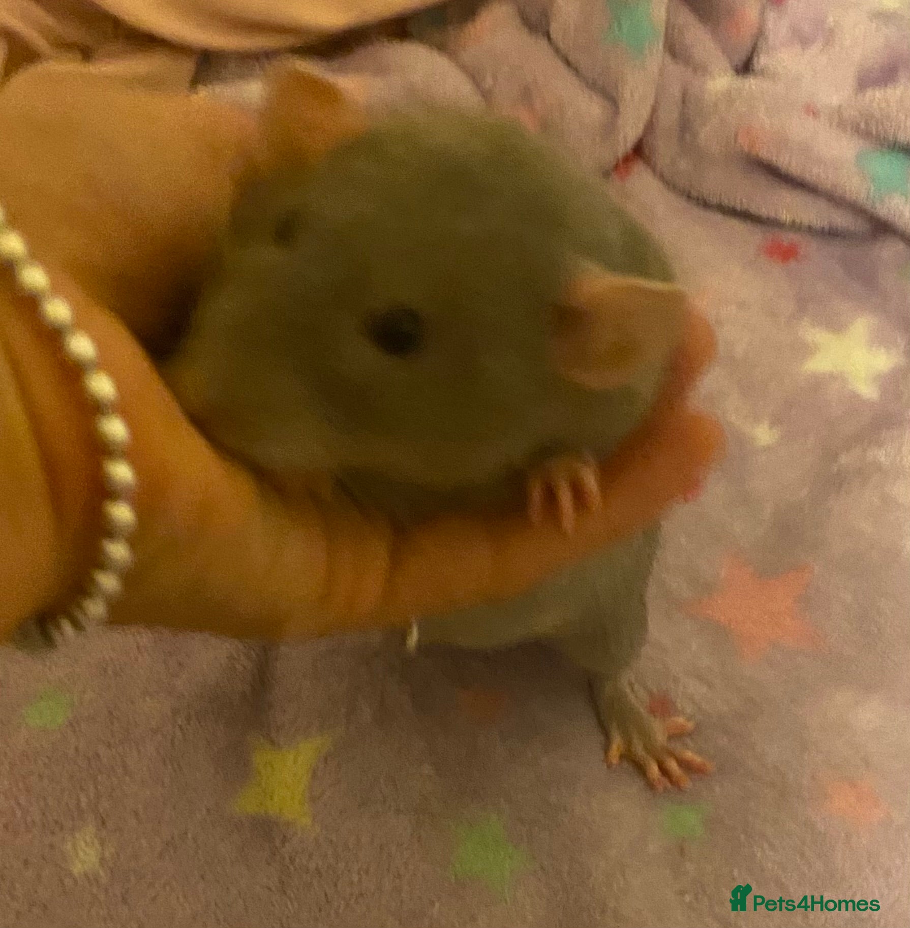 Rat rodents Beautiful female rat 10 months old with and cage  - Advert 1