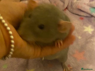 Rat rodents Beautiful female rat 10 months old with and cage - Advert 1