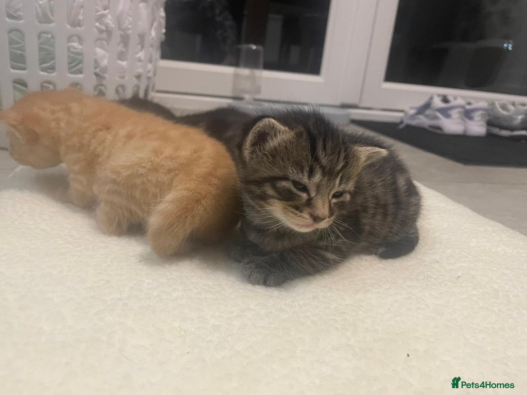 Mixed Breed cats for sale: Litter of 5 kittens - Advert 5