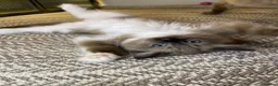 Ragdoll cats for sale: Quality Ragdoll Kittens 🩷 Ready Now  - Advert 29