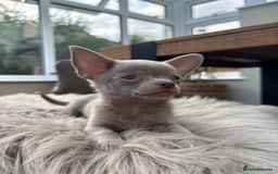 Chihuahua dogs for sale: 5 KC babies ready end of July/August - Image 2