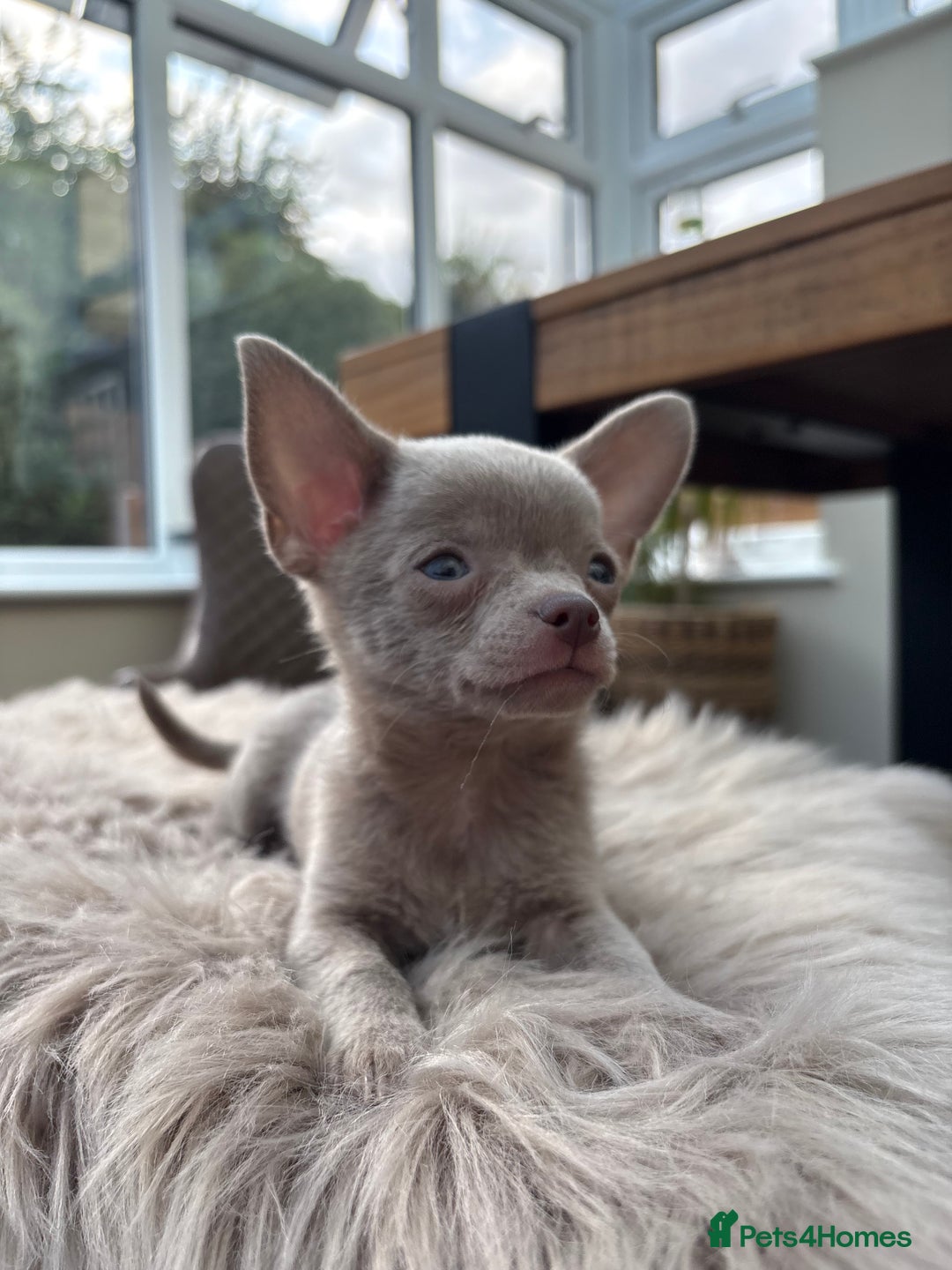 Chihuahua dogs for sale: 5 KC babies ready end of July/August - Image 2