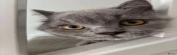 British Shorthair cats for sale: Blue British Shorthair Male Kitten  - Advert 7