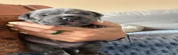 Staffordshire Bull Terrier dogs for sale: KC Registered Staffordshire Bull Terrier Puppies - Advert 3