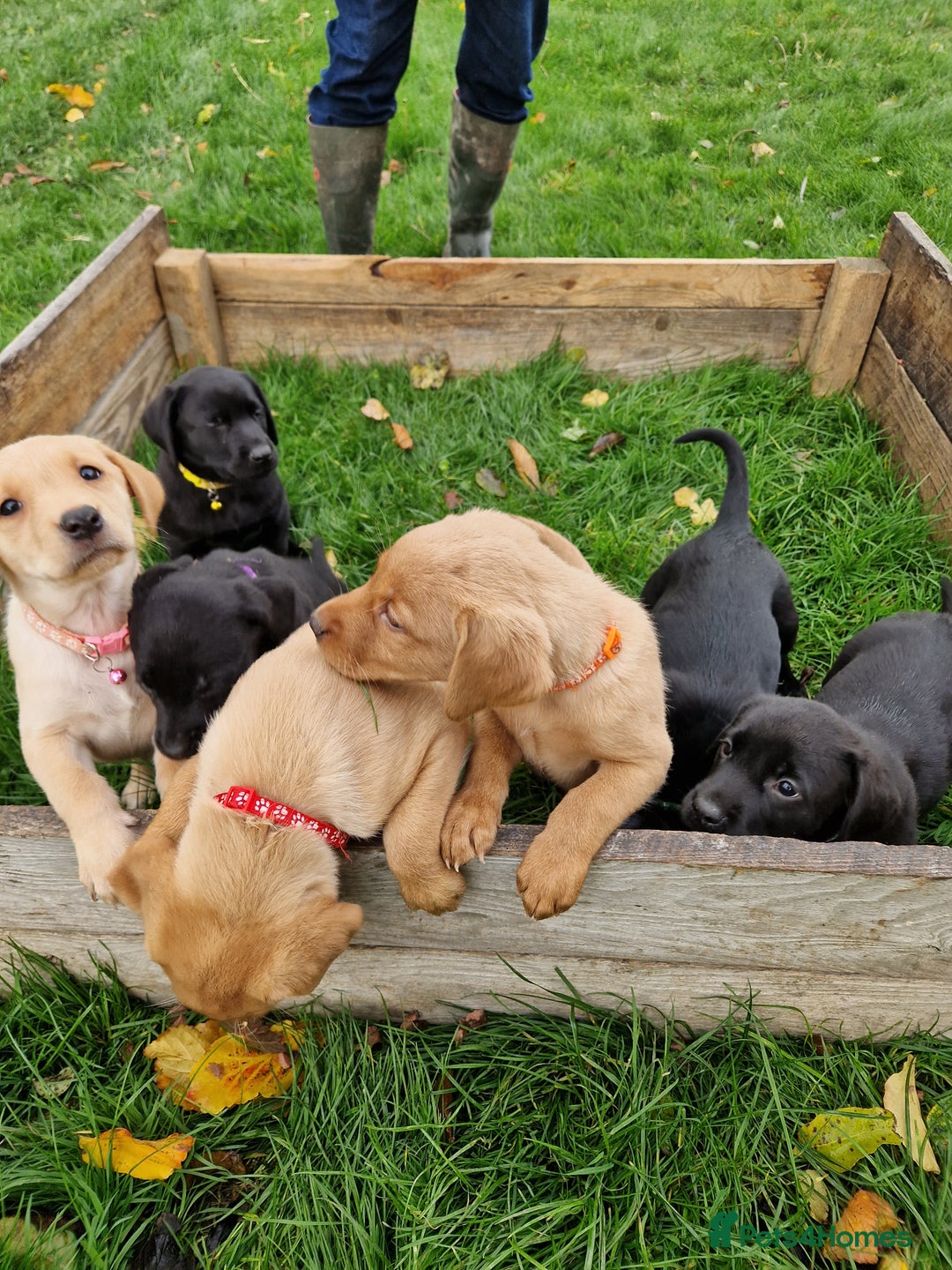 Labrador Retriever dogs for sale: Black and Gold Labrador Pups - Image 7