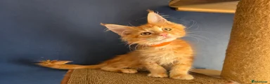Orange collar 