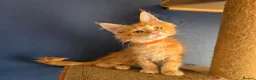 Maine Coon cats for sale: Tica MaineCoon  - Advert 11