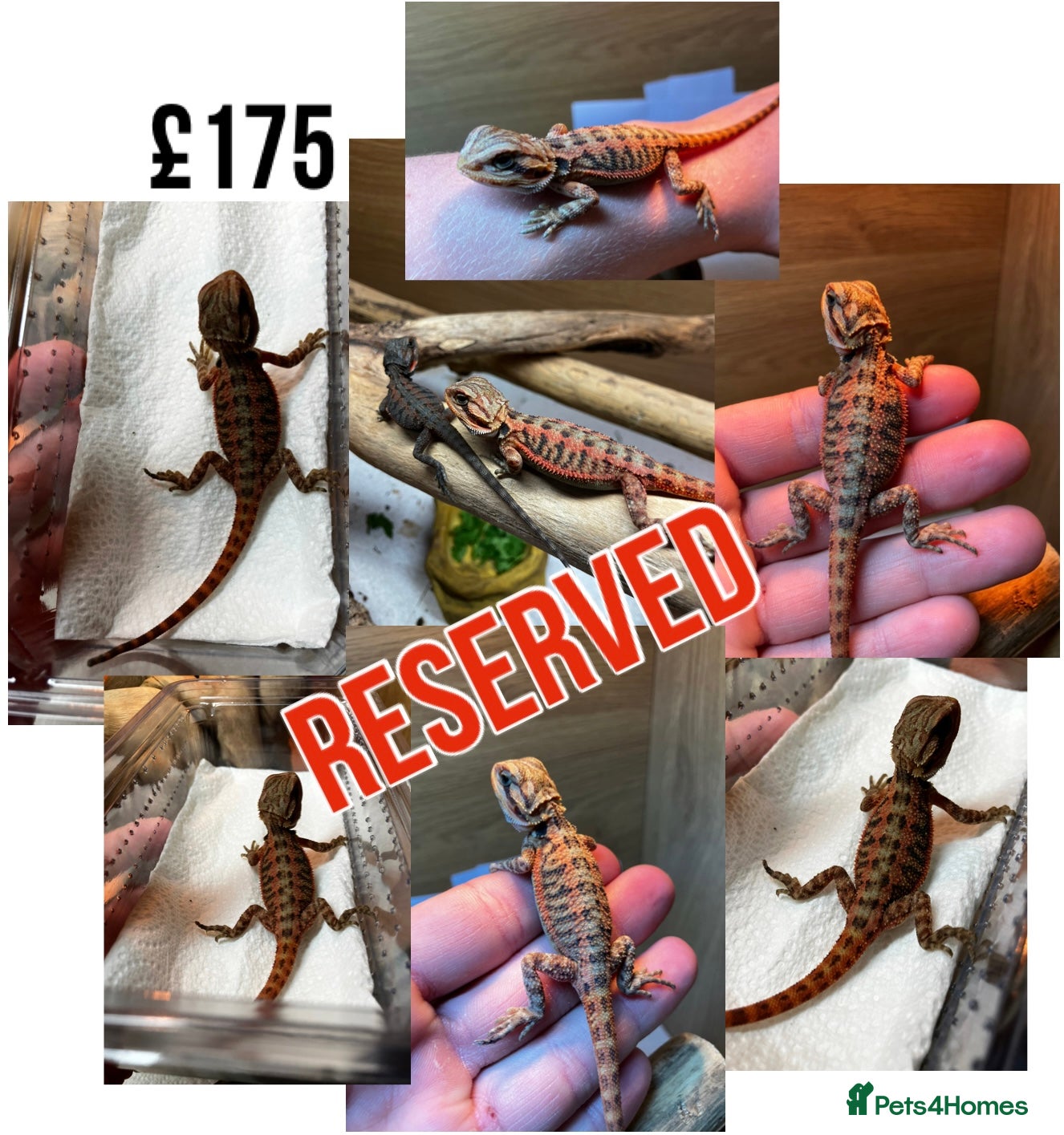 Bearded Dragon reptiles for sale: Baby Bearded Dragons For Sale! - Advert 33