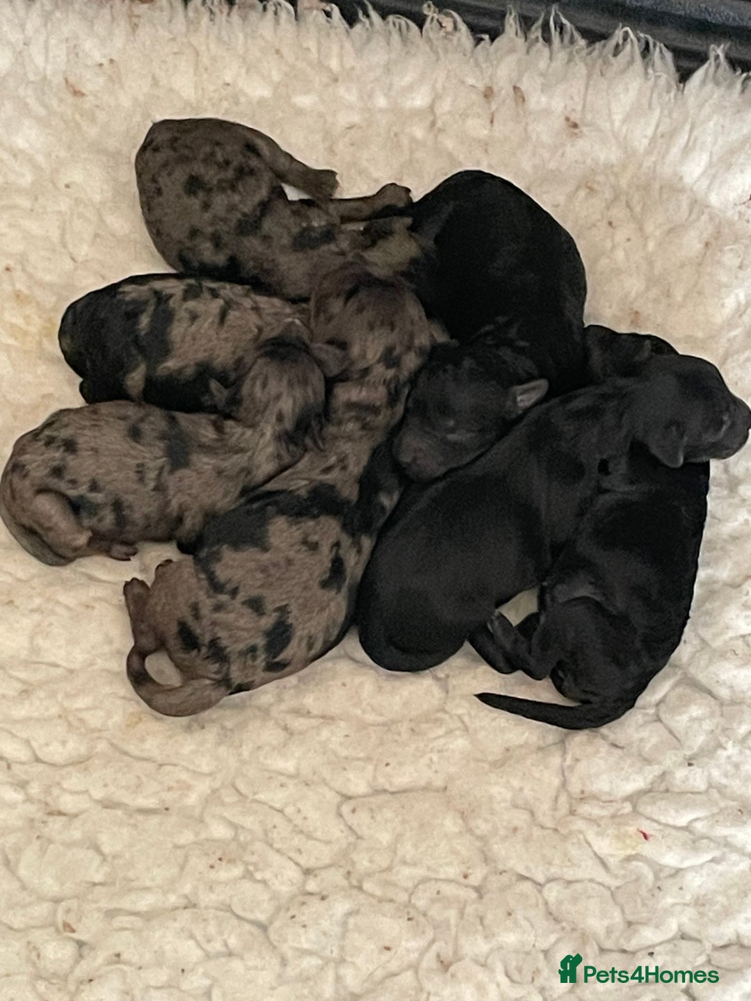Cavapoo dogs for sale: Gorgeous blue merles & blacks cavapoo puppies  - Image 1