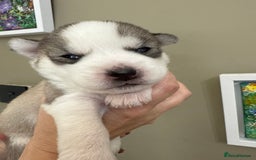 Siberian Husky dogs for sale: SIBERIAN HUSKY  - Image 5