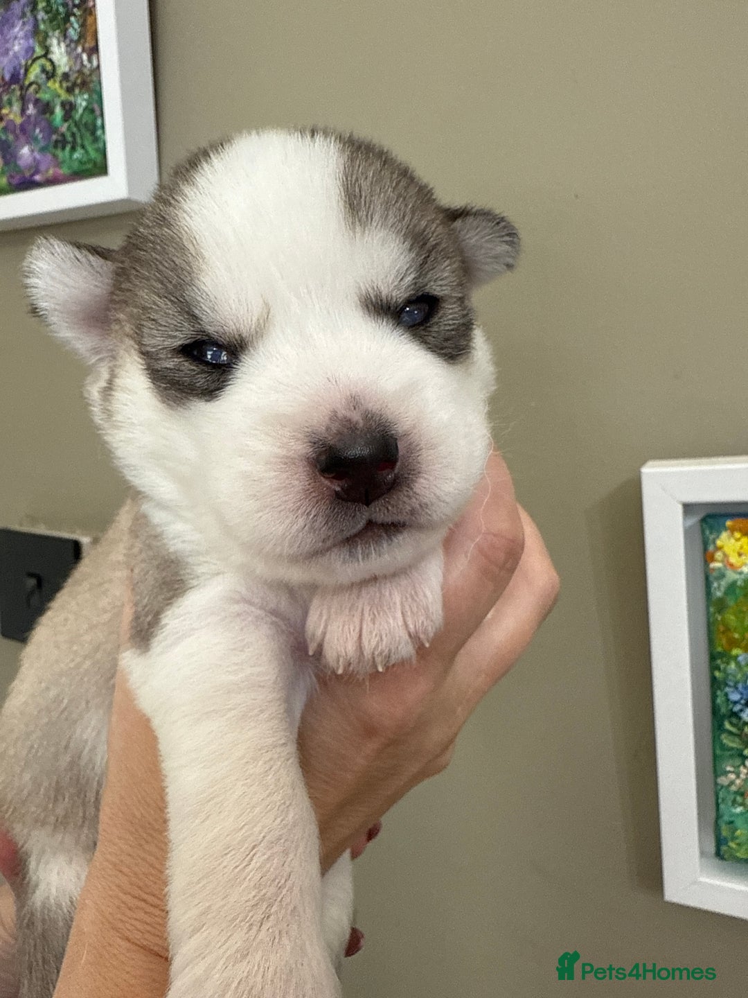 Siberian Husky dogs for sale: SIBERIAN HUSKY  - Image 5