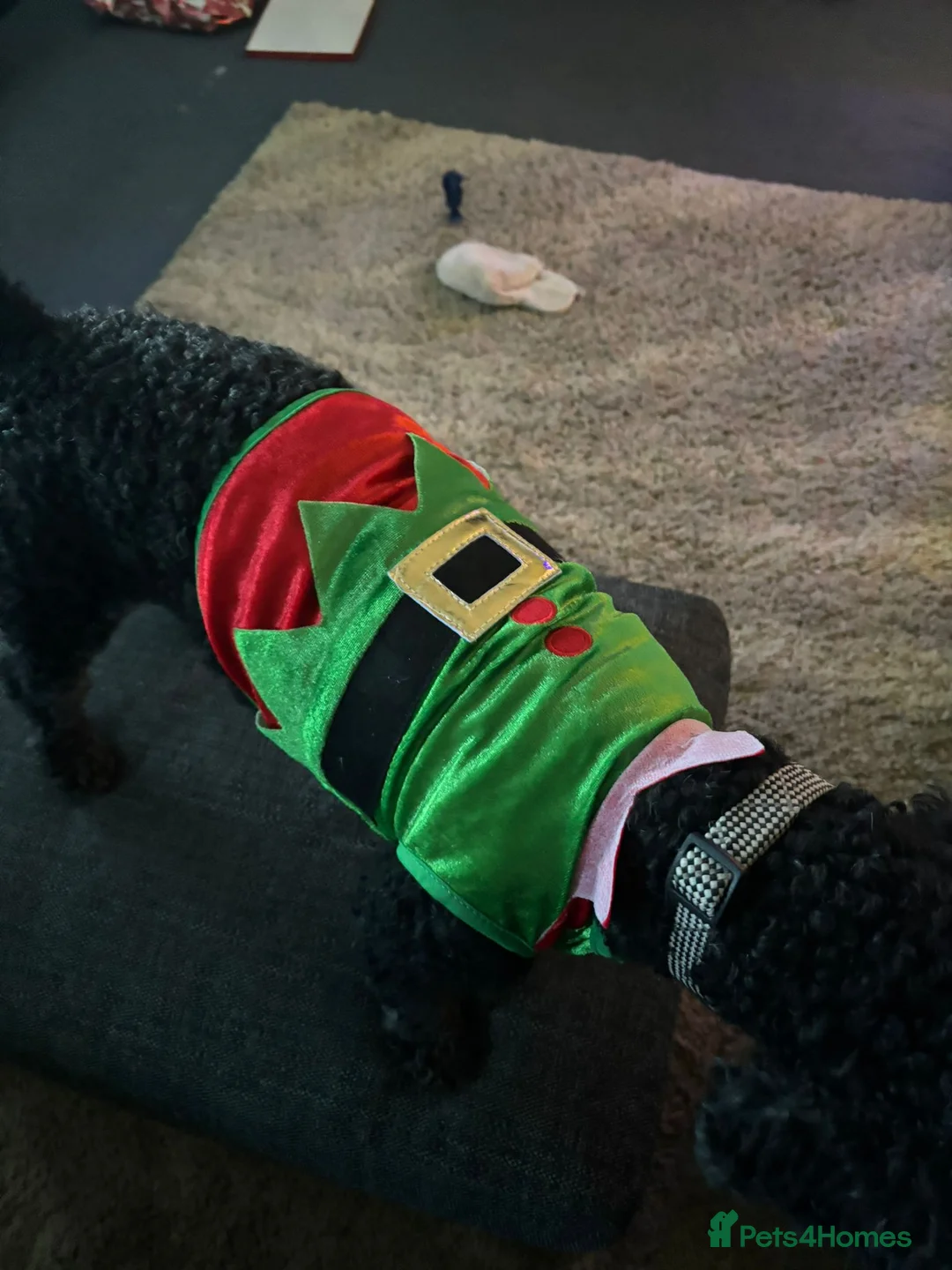 Mixed Breed dogs for adoption: 💙BUDDY💙 6-year-old lively & loving Cockapoo boy  - Advert 3