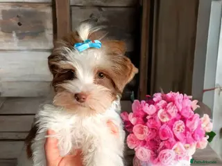 Yorkshire Terrier dogs Yorkshire terrier🐶 Pure breed📃 Luxury Colours 😍 - Advert 5