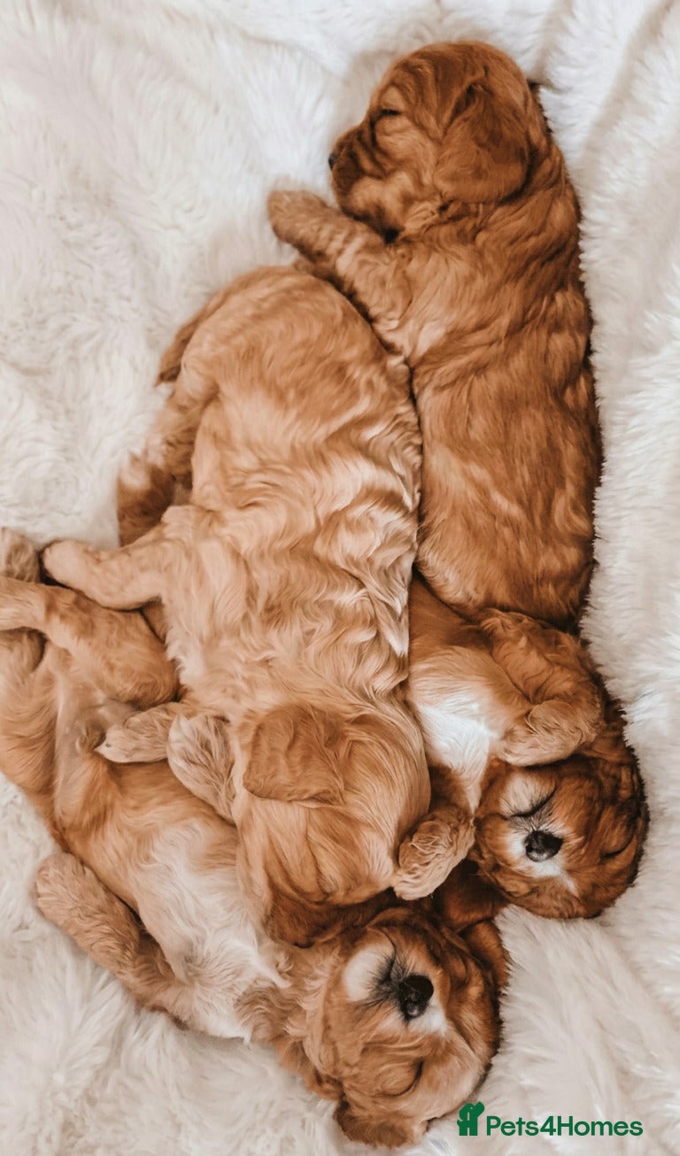 Cavapoo dogs F1 Cavapoos  - Advert 12