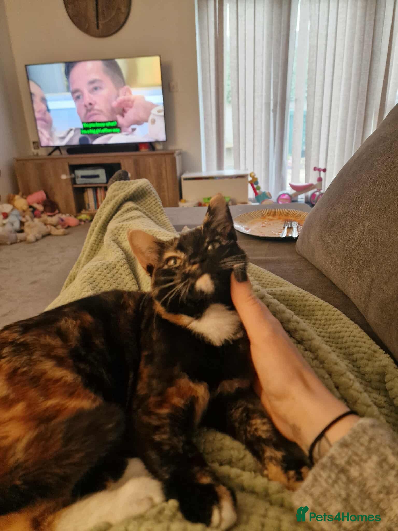 Mixed Breed cats 1 year old cats need a loving home 💓 - Advert 10