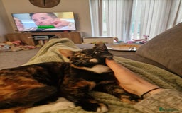 Mixed Breed cats for sale: 2 adult cats need a new home - Image 1