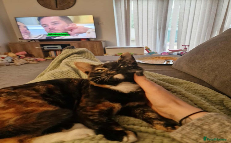 Mixed Breed cats - Advert 3