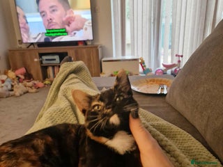 Mixed Breed cats for sale - Advert 1