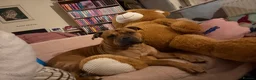 Mixed Breed dogs for sale: Rocky (mastiff x staff)  - Advert 18