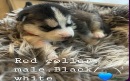 Siberian Husky dogs for sale: Siberian Husky puppies  - Image 3