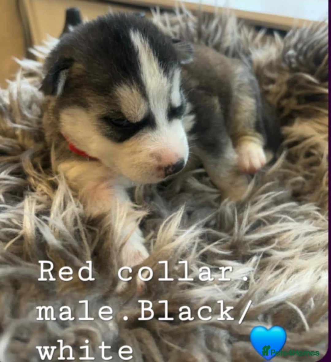 Siberian Husky dogs for sale: Siberian Husky puppies  - Image 3