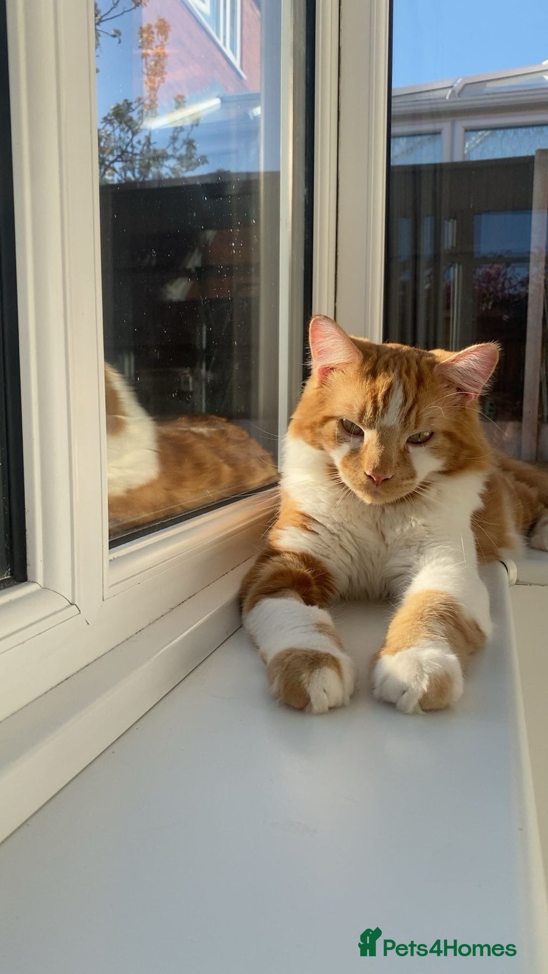 Mixed Breed cats for sale: Long haired ginger and white cat - Image 4