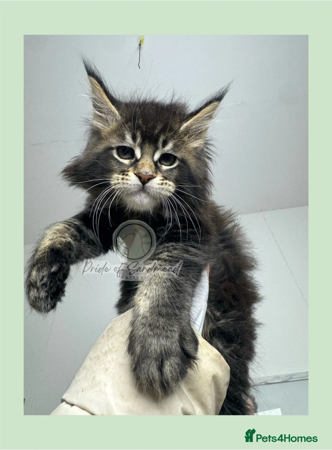 Maine Coon cats for sale: Russian Import Health Tested Loved Kittens in Leeds - Advert 1