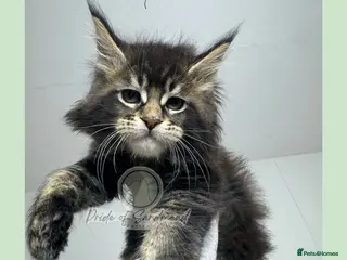 Maine Coon cats Russian Import Health Tested Loved Kittens - Advert 1