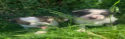Border Collie dogs for sale: 4 gorgeous Border Collie Puppies - Advert 10