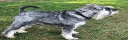 Miniature Schnauzer dogs for sale: STUNNING MINIATURE SCHNAUZER PUPPIES  - Advert 8