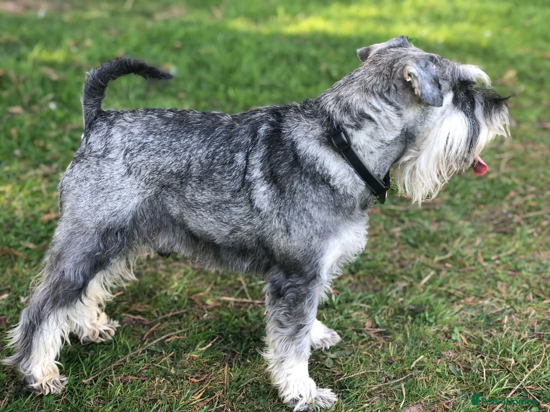 Miniature Schnauzer dogs for sale: STUNNING MINIATURE SCHNAUZER PUPPIES  - Advert 8