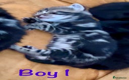 Bengal cats for sale: Gorgeous 5 Bengal-cross kittens - Image 5