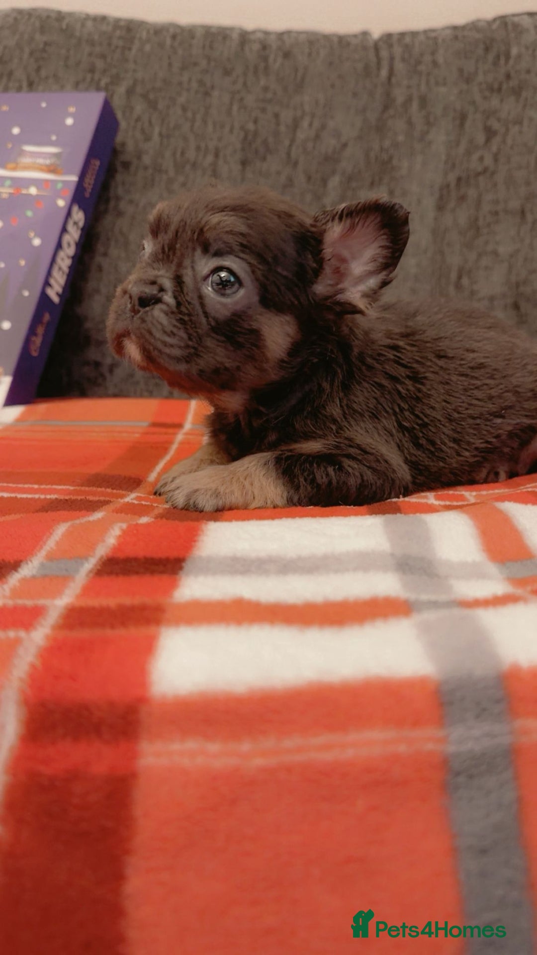 French Bulldog dogs for sale: Full fluffy French bulldogs Pink  - Advert 16