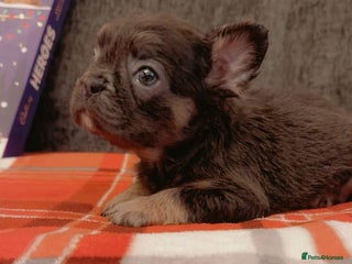 French Bulldog dogs Full fluffy French bulldogs Pink - Advert 22