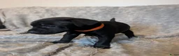 Patterdale Terrier dogs for sale: Patterdale puppies  - Advert 9