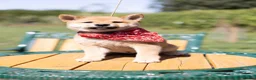 Japanese Shiba Inu dogs for sale: Outstanding original Japanese Shiba Inu puppies  - Advert 14