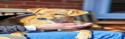 Mixed Breed dogs for adoption: Trudy - Advert 15