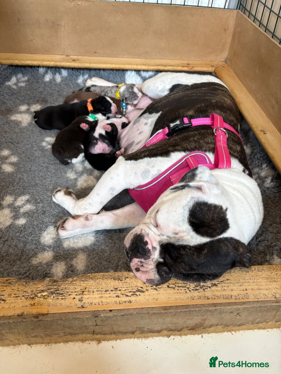 Mixed Breed dogs for sale: Mixed breed bulldog puppies - Advert 2