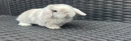 Mini Lop rabbits for sale: PURE bred baby mini lops  - Advert 2